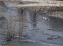 Ätran sångsvanar